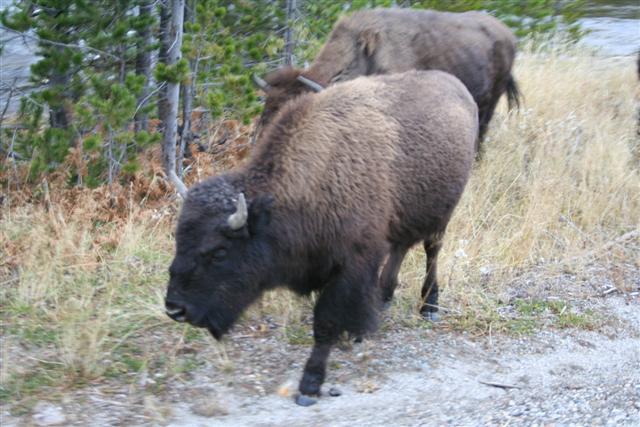 Buffalo on the road